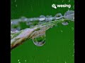 GIỌT SƯƠNG - Mỹ Tâm/ Thu Thuỷ cover