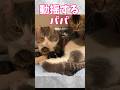 まさかの事態に動揺が顔に出ちゃってるパパ猫✨