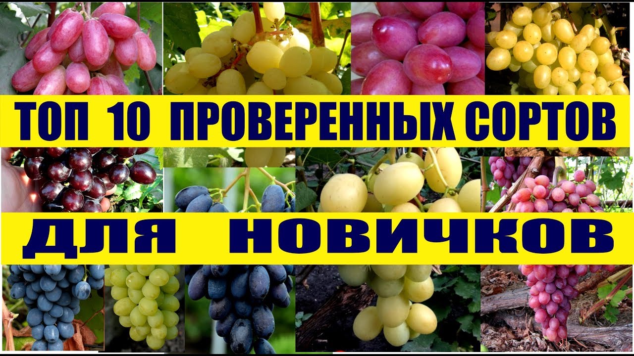 ТОП 10..проверенных сортов для начинающих виноградарей