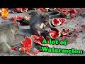 People give a lot of watermelons to monkeys