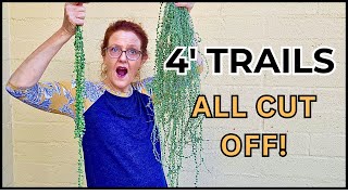 STRING OF PEARLS PLANT RESCUE. Pruning Off 4' Trails To Save Cuttings!