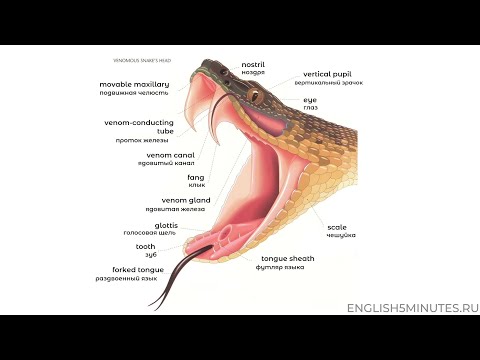 Части змеи на английском языке / Parts Of The Venomous Snake in English | Snakes Names