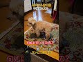 #トイプードル #シニア犬