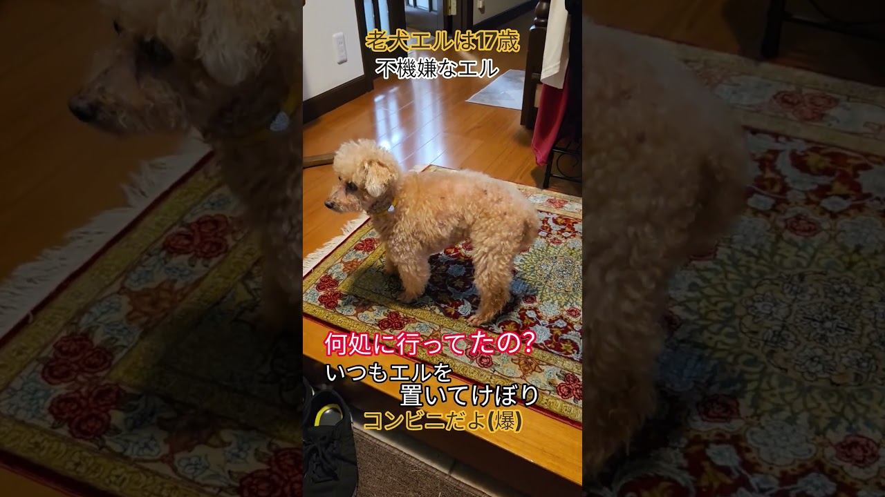#トイプードル #シニア犬