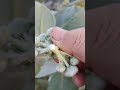 نبات سام وخطير