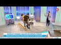 ¿Por qué son tan especiales los galgos? | A esta hora