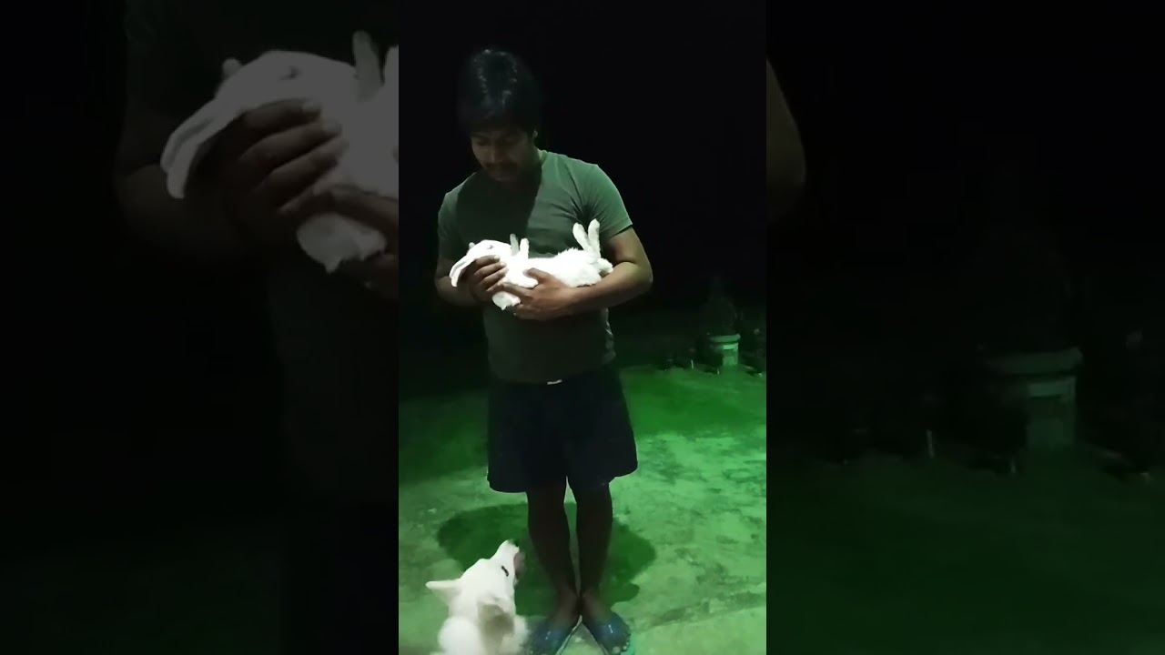 play with pets🥰🐕🤗😘