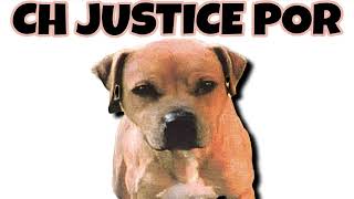 Ch Justice Por - Pitbulls Story Of Fight