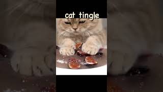 fig tingle sound ASMR!!🐈 #고양이asmr #고양이 #catasmr #팅글사운드 #asmrsounds #팅글asmr #cat #tinglesound