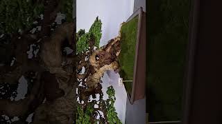 รางวัลยอดเยี่ยม bonsai  ไร่อริยะกาญจนบุรี