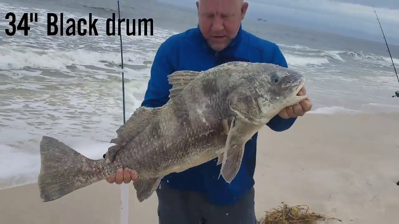 Gulf Shores Surf fishing Black drum and Red fish - YouTube
