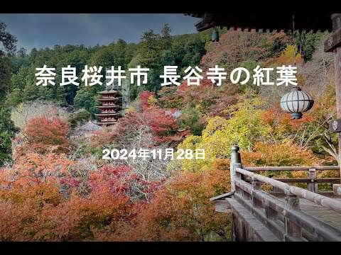 奈良桜井市 長谷寺の紅葉 2024.11.28