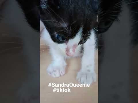 Sandra and Tiara S & T Original Tiktok #cat #kitten #tiktok
