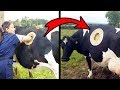 दुनिया की सबसे हैरतअंगेज गाय | 5 most unbelievable cows