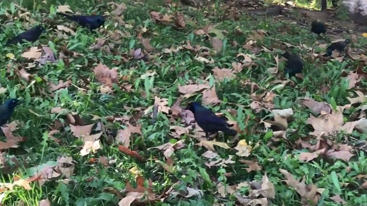Final Sequence 500 Grackles birds on Sunset Park Brooklyn NYC