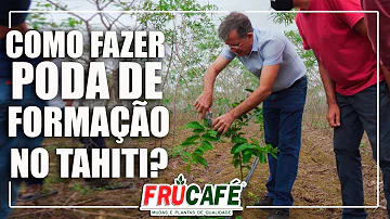 Como é a poda do limão Taiti?