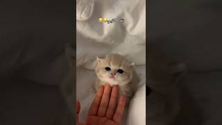 وين النونو   احبكم سمعها