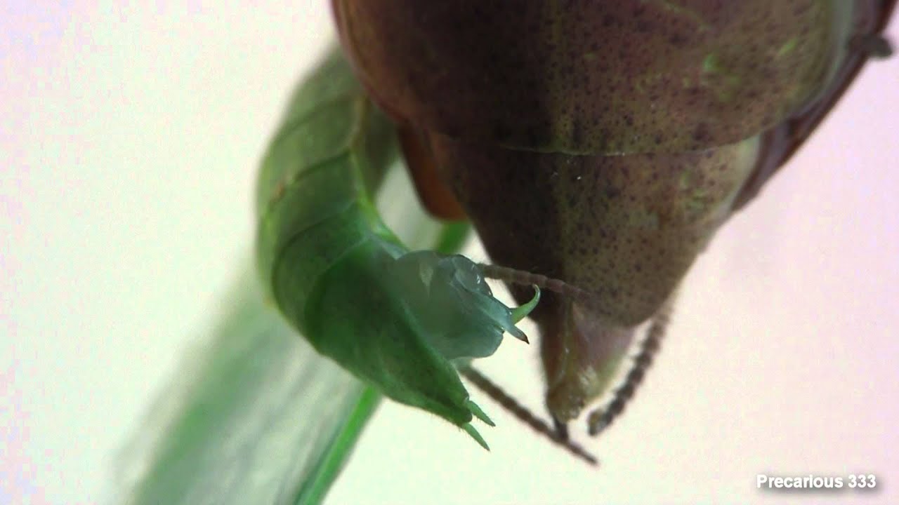 Oxyopsis gracilis (RUST) coupling