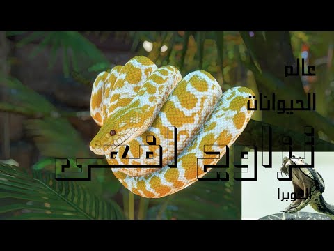 شاهد كيف تتزاوج افعى الكوبرا الملك 