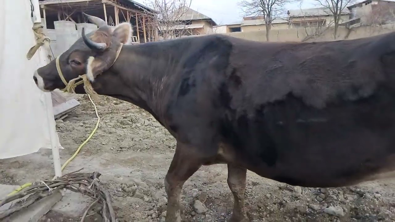 Dehqondan bogoz 770604646