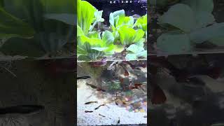 They try to find food