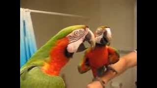 Video Lucu Banget Burung Beo Bicara di Depan Kaca