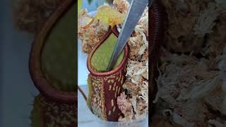 Carnivorous plant eating spider #shorts