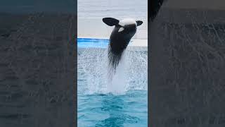 ルーナのパワフルルーピングキック!! #Shorts #鴨川シーワールド #シャチ #Kamogawaseaworld #Orca #Killerwhale