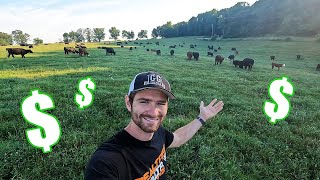 I Bought A BIG HERD of COWS!