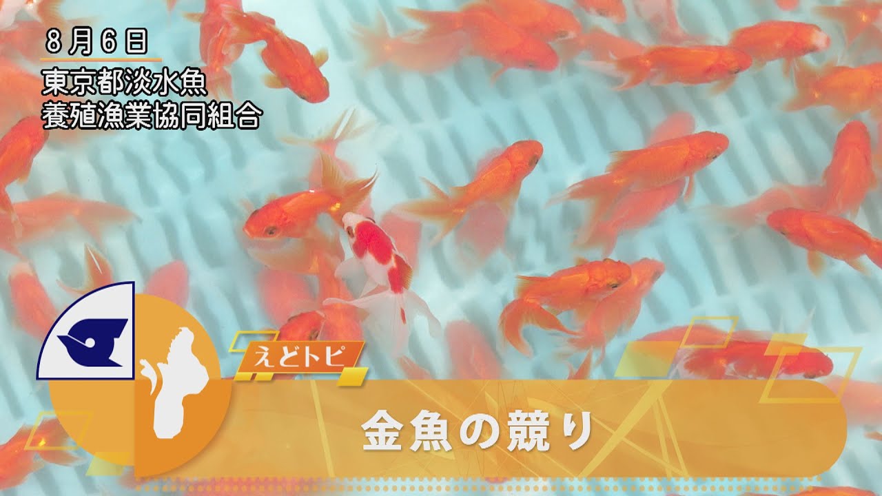 金魚の競り Youtube