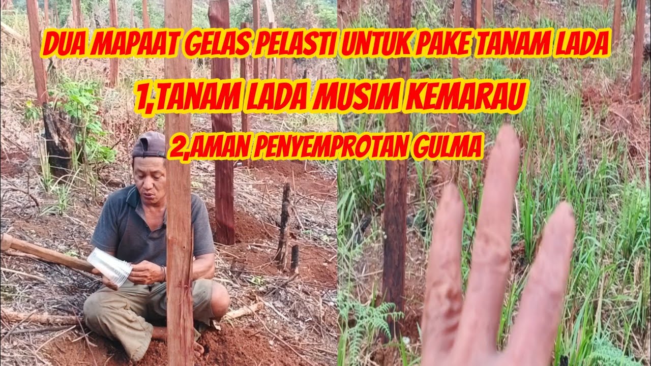 Dua manpaatnya gelas pelasti pake tanam lada