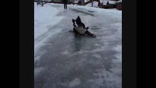 Happy Dog | Dog Enjoying Snow #shorts