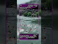 🏊‍♂️ RIVER RUSH! Ancient Town Tradition #swimming #culture #river #travel