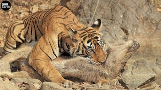 Tiger Attack and Eat Deer - Animal Fighting | ATP Earth