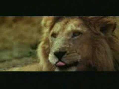 The Blonde Antelope video to gif