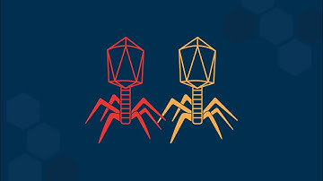 Bacteriophage T4: Recombination Assay