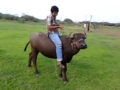 Buffalo riding