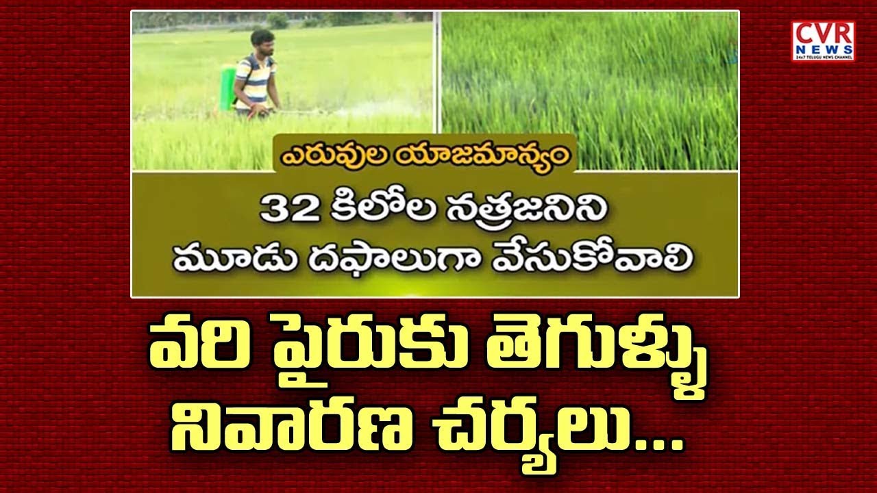chandrababu actor వరి పైరుకు తెగుళ్లు నివారణ చర్యలు l Prevention of Pests in Paddy Crop l CVR NEWS