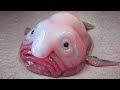 Top 20 Rare Ultimate Animals You Won’t Believe Exist