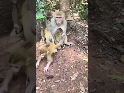 Video: Bebek Maymun Bir Köpeğin Sırtında Sürüyor Çünkü Dünya Büyüleyici Bir Yer