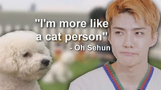 Sehun is a cat person by Geomeow 98,963 views 6 years ago 1 minute, 8 seconds