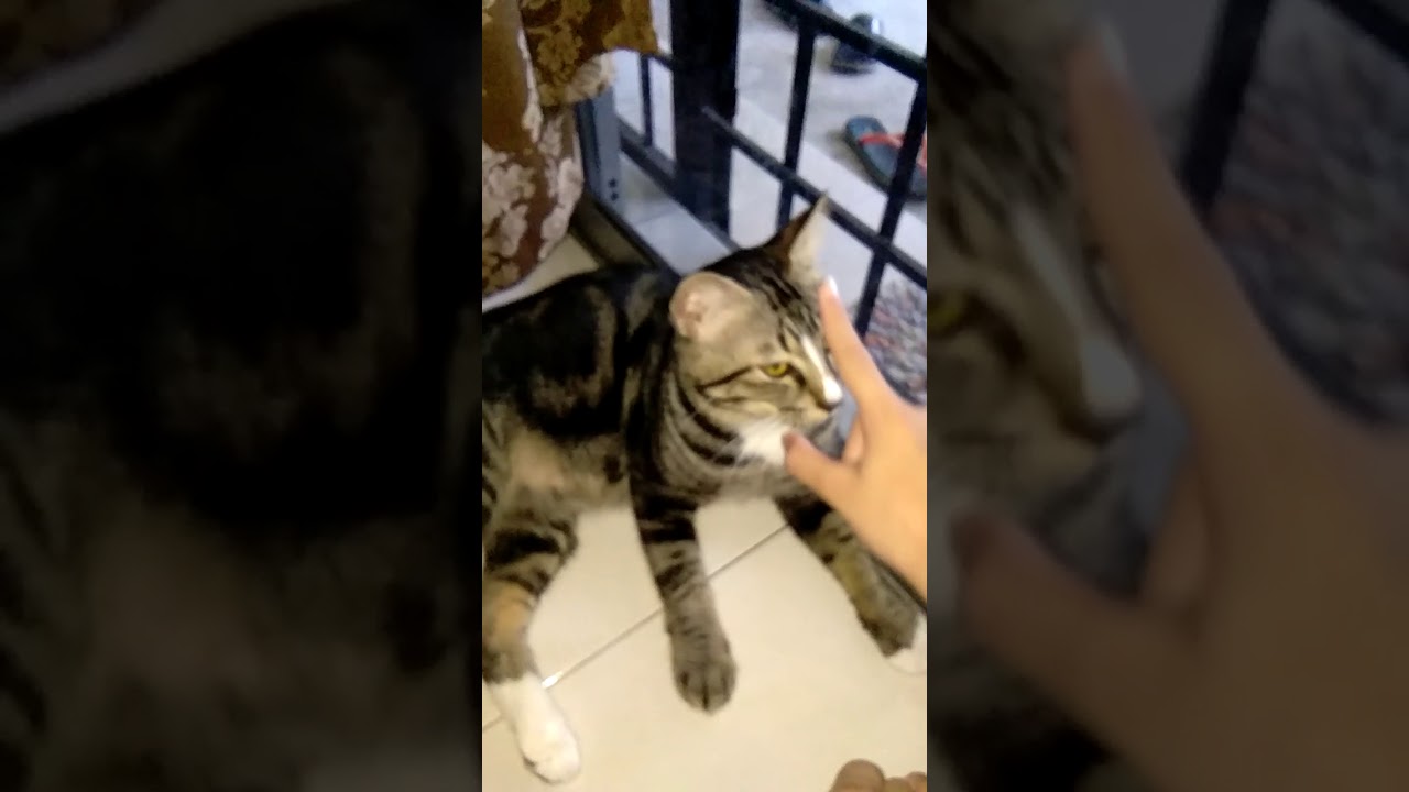 Kucing gemuk - YouTube