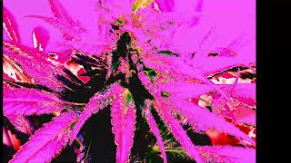 420 experience (colorized)
