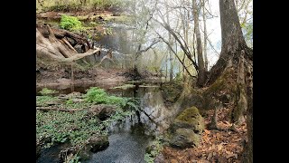 Florida Trail Hike to High Bluff Campsite in The Green Swamp Wilderness Preserve