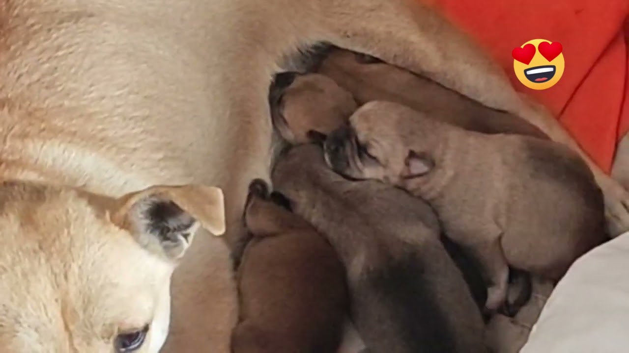 收养他们回来就是为了给它们一个温暖家。Adopting them back is to give them a warm home.