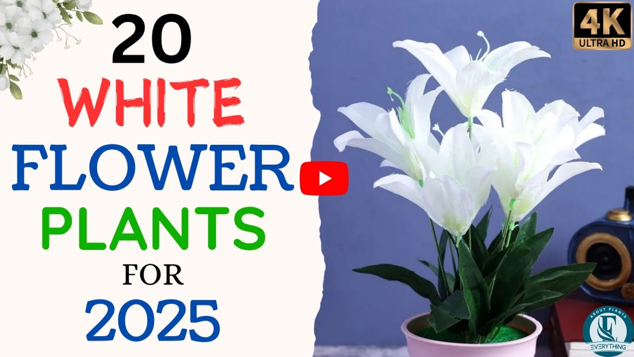 Top 20 White Flowers To Enhance Your Garden White Flowers Name with