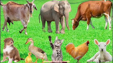 Cute Animals and Pets: Duck, Elephant, Horse, Cow, Dog, Sheep, Cat, Chicken – Animal Video