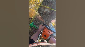 Rigging timber and avoiding destroying the fence. #rigging #arborist #treework #chainsaw #arbortec