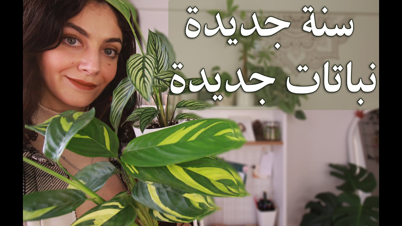نباتاتي الجديدة + كيف صارت نباتاتي بعد علاجها من الطفيليات + سلسلة فيديوهات جديدة Plants Update: