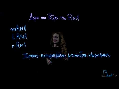 Δομή και Ρόλος του RNA